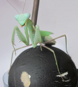 Mantis on ball