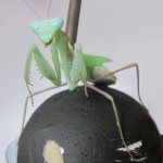 Mantis on ball