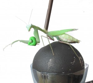 Mantis on ball