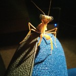Mantis wearing 3D glasses